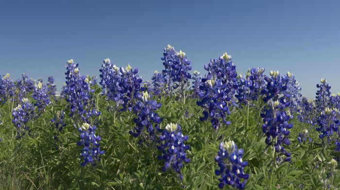 Texas bluebonnets — the namesake of The Bluebonnet one-bedroom apartment